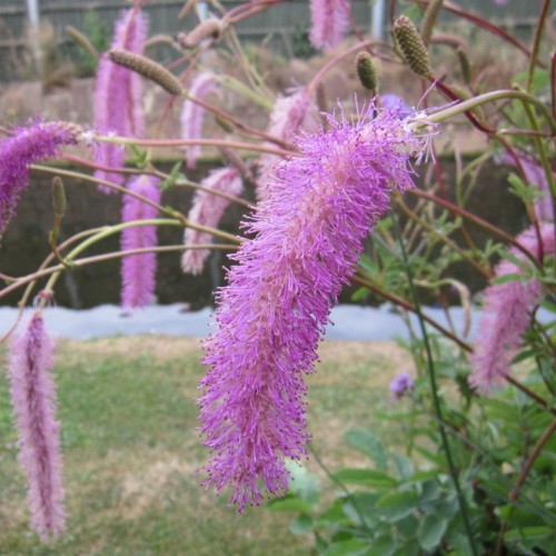 Sanguisorba obtusa 'Lilac Squirrel' - Tömp punanupp 'Lilac Squirrel' P9/0,55L